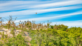 Wyspa Kormoranów - zdjęcie 3