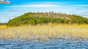 Wyspa Kormoranów - zdjęcie 2