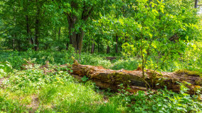 Wyspa Gilma - zdjęcie 2