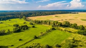 Zielony Lasek - zdjęcie 15